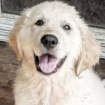 Bentley Moore The Golden - @bentleymoorethegolden - Instagram