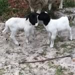 Moses-Bentley - @mosesandbentleyx2 - Instagram