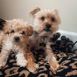 Bentley and Cooper - @_bentleynash_ - Instagram