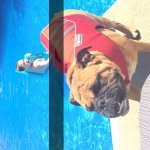 Bentley Chubs Nash - @bentley_chubs_nash - Instagram