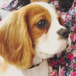 Bentley Nash - @bentley_nash_the_cavalier - Instagram