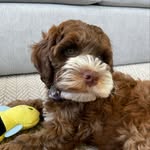 Bentley Nash - @_barkswithbentley - Instagram