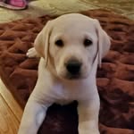 Bentley Nash Colangelo - @bentley_the_labrador123 - Instagram