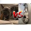nash_and_Bentley - @nash_and_bentley - TikTok