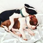 Nash And Bentley The Bosties - @nashandbentleythebosties - Instagram