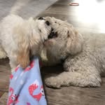 Olivia King - @nash.and.bentley - Instagram