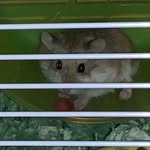🐹💓 - @bentley.page - Instagram