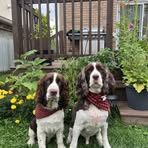 Bentley and Murphy Page - Facebook