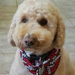 Bentley Bear Page - @bentley.bear.doodle - Instagram