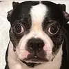 bentley fan page 😊 - @bentleysbetter - TikTok
