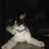 bentleybackuppage - @bentley_lovesapples - TikTok