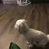 Bentley Richards - @babybentleyrichards_ - TikTok