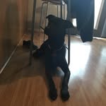 @_bentley__rose - Instagram