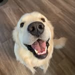 Bentley Rose - @bentleyrosethepuppy - Instagram