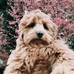 bentley rose - @bentleyyrose - Instagram