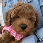 BENTLEY ROSE - @bentleyrosedoodle - Instagram