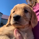 Bentley Rose-Golden Retriever - @bentleyrosethegolden - Instagram