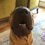 "Bentley" - @bentley_boo_sharpei - Instagram