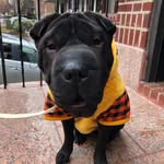 Bentley - @bentleythesharpeidog - Instagram