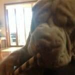 Bentley - @sharpeibentley - Instagram