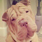 Bentley🐾 - @bentley_sharpei - Instagram