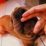 🐾❤️Bentley❤️🐾 - @sharpei_bentley - Instagram