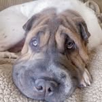 BENTLEY - @sharpei.bentley - Instagram
