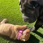 Bentley & Chloe - @bentley_chloe.sharpei - Instagram