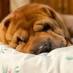 Bentley and Oscar - @bentleyandoscarthesharpei - Instagram