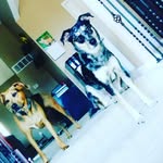 Bentley Sharp - @niko_and_max - Instagram