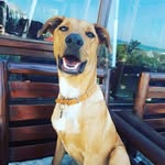 Bentley Sharp - @bentleysharpwoofwoof - Instagram