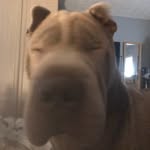 Bentley The Blue-Grey Sharpei - @bentley_the_chinese_sharpei - Instagram