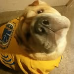 Bentley the Chinese Sharpei - @bentleythechinesesharpei - Instagram