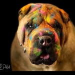 Bentley The Pei ❤️ - @bentley_sharpeilove - Instagram