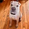 Bentley the Sharpei - @sharpeibentley - TikTok