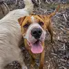 Bentley The Sharpei X - @bentleys_sharpei_life - TikTok