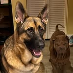 BodhiGSP&BentleySharPei - @bodhigsp_bentleysharpei - Instagram