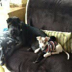 Mia, Bentley & Coco 💖 💙 💜 - @mia_sharpei_bentley_chihuahua - Instagram