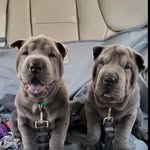 Oscar & Bentley - @oscar_bentley_sharpei - Instagram