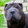 XBentleyBearX - @bentleysharpeix - TikTok
