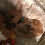 Bentley Sheets - @bentley_the_ginger_doge - Instagram