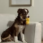 Benton Roy Davis - @bentontheaussie - Instagram
