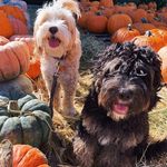 Miller and Benton - @its.miller.and.benton - Instagram