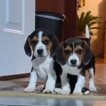 Suzanne Benton Miller - @beagleranch - Instagram