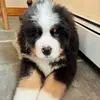 Thompson the Bernese - @thompsonthebernese - TikTok