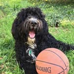 Murphy - @murphy.the.bernadoodle - Instagram