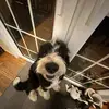 murphy - @murphythebernadoodle - TikTok