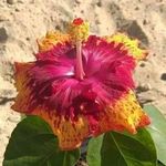 Bernadette Charles - @bernadette.charles.77 - Instagram