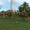Bernadette David - @bernadette.david4 - TikTok