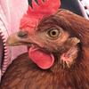 bernadette🐔 - @bernadette.la.begette - TikTok